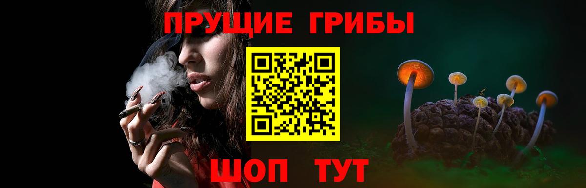 Долгопрудный  даркнет сайт  Вход с VPN  Псилоцибиновые грибы прущие грибы  Галлюциногенные грибы Psilocybe 